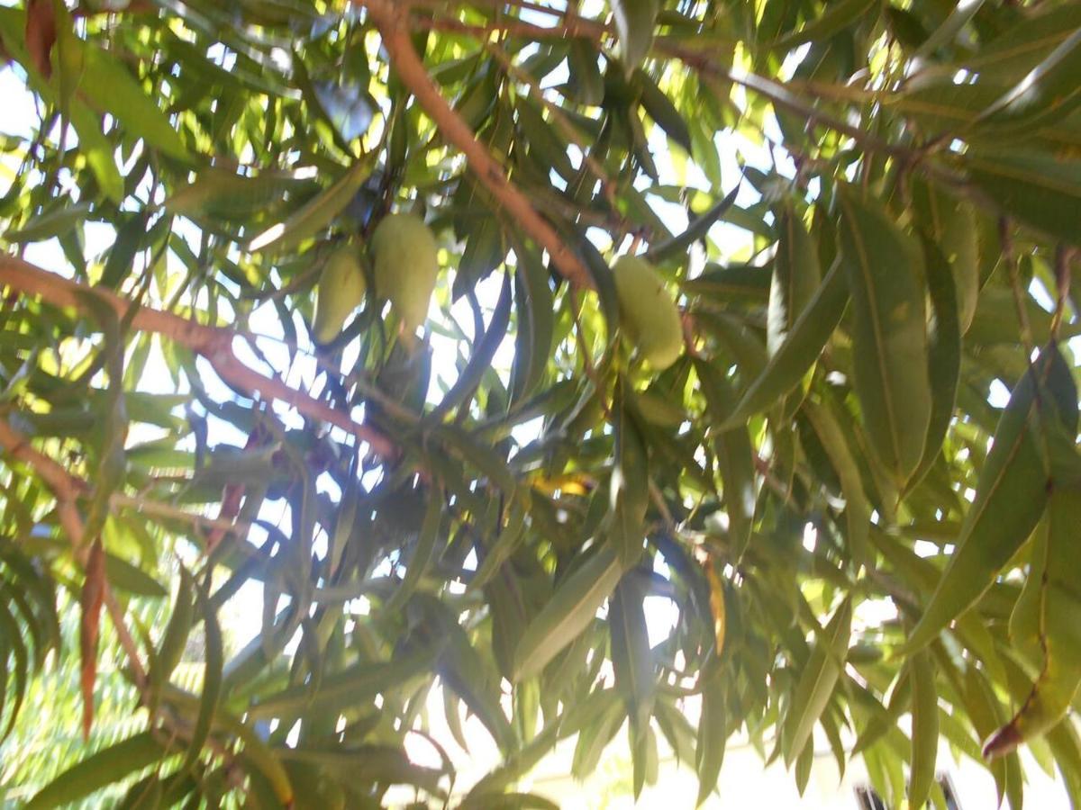 Port Glaud Gigi'S Self Catering Apartment מראה חיצוני תמונה
