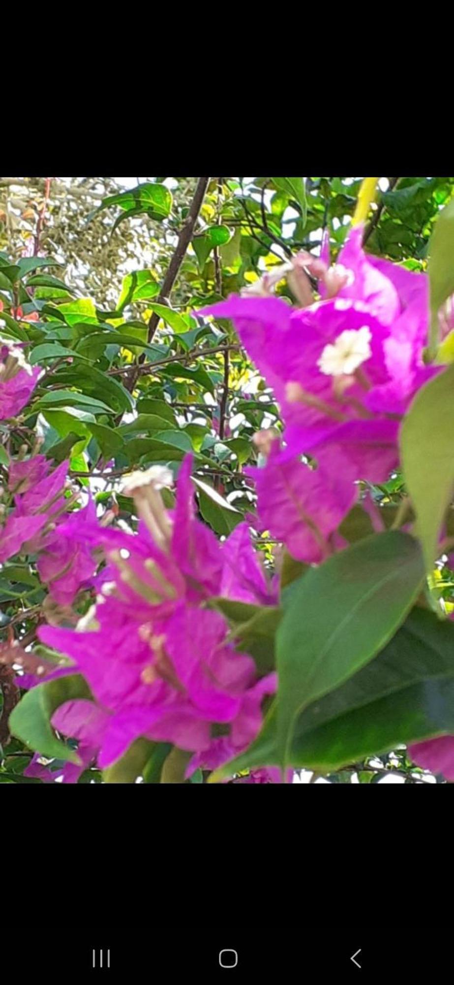 Port Glaud Gigi'S Self Catering Apartment מראה חיצוני תמונה
